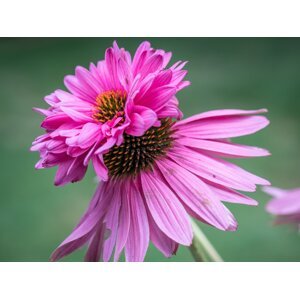 Echinacea Třapatka nachová (Echinacea) 'Doubledecker' Zahradnictví: onlinezahradnictvi.cz
