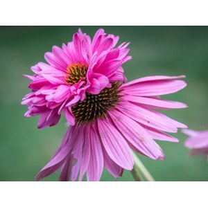 Třapatka nachová (Echinacea) 'Doubledecker' Zahradnictví: onlinezahradnictvi.cz