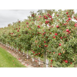 Sloupovitá jabloň Zahradnictví: starkl.com