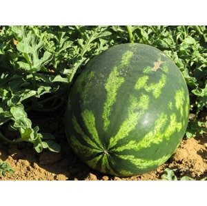 Vodní meloun Zahradnictví: starkl.com