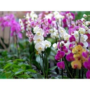 Orchidej Zahradnictví: zahradnictvi-flos.cz