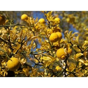 Citrusy Citronečník trojlistý Zahradnictví: zahradnictvi-flos.cz