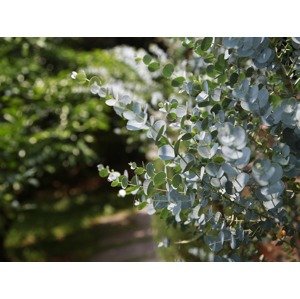 Eukalyptus Zahradnictví: rastlinky.sk