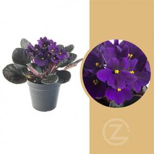 Africká fialka Zahradnictví: gardners-eshop.cz