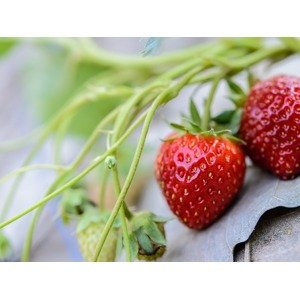 Jahody na balkon Zahradnictví: jahodarnabrozany.cz