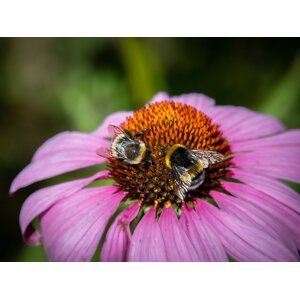 Echinacea Třapatka nachová (Echinacea) Zahradnictví: zahradnictvi-flos.cz