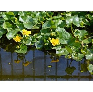 Blatouch bahenní Zahradnictví: zahradnictvi-flos.cz