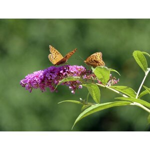 Motýlí keře Motýlí keř 'Pink Delight' Zahradnictví: starkl.com
