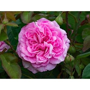 Keřová růže 'Gertrude Jekyll' Zahradnictví: starkl.com
